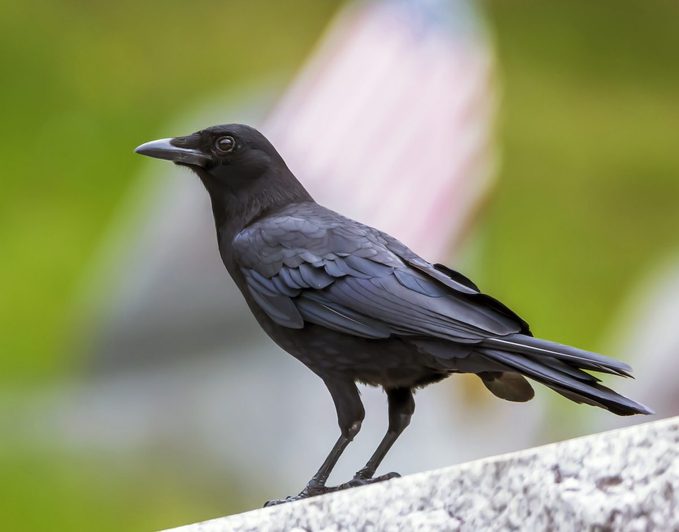 A Crow With A Blurry Background