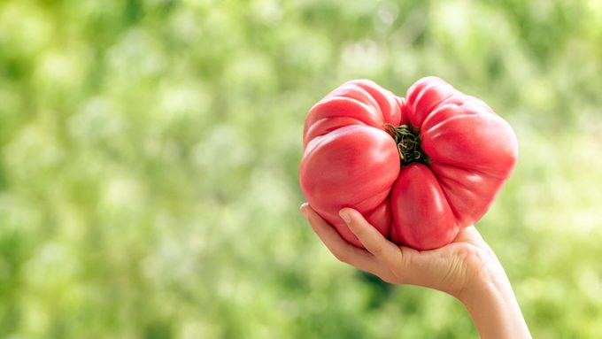 Huge red beef tomato in hand of child isolated on greenery garden background. Big ugly freshly picked brandywine heirloom tomato. Family farm vegetables and fruit, harvest food. Banner, copy space