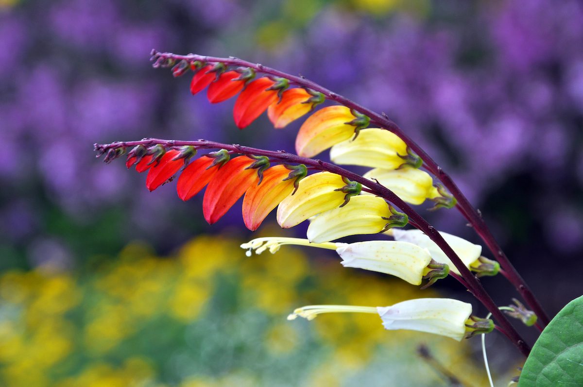Ipomoea Lobata fast growing vines