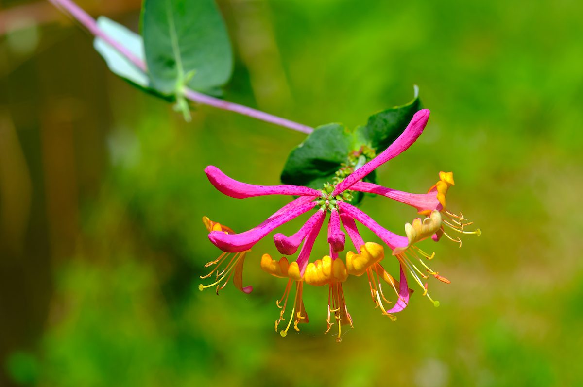 Coral Honeysuckle (lonicera Sempervirens)