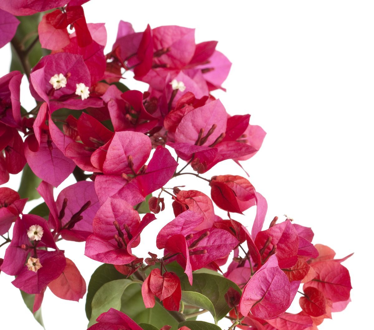 Bougainvillea (isolated)