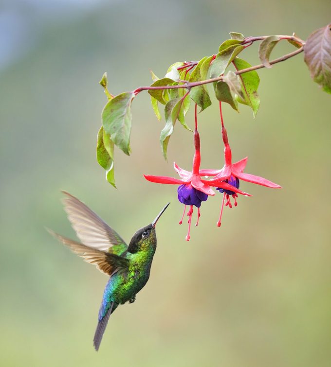Fiery Throated Hummingbird