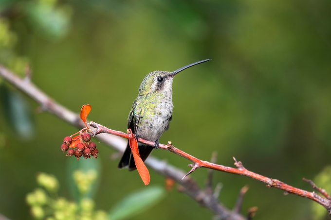 Broad Billed Hummingbird