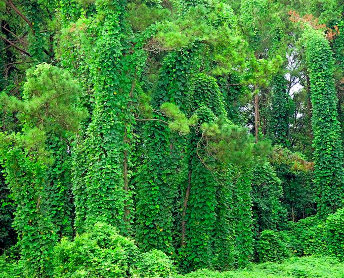 Kudzu