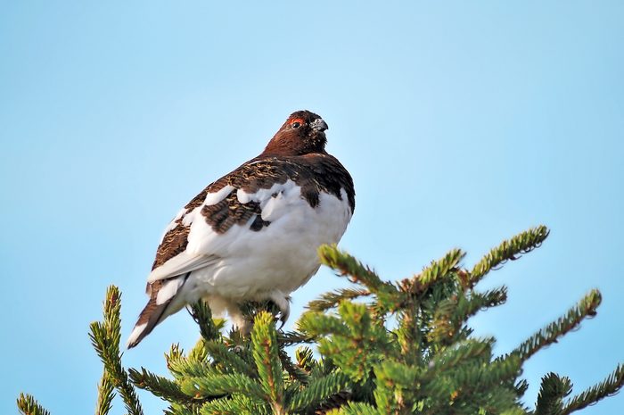 Willow Ptarmagan In Spruce Tree