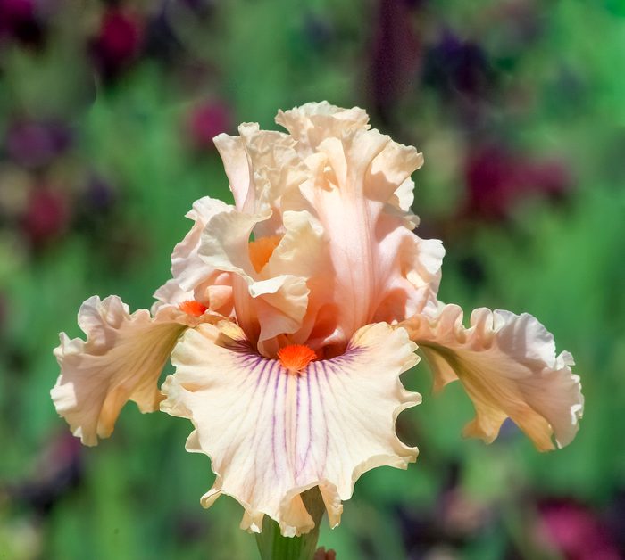 Iris German Center Line