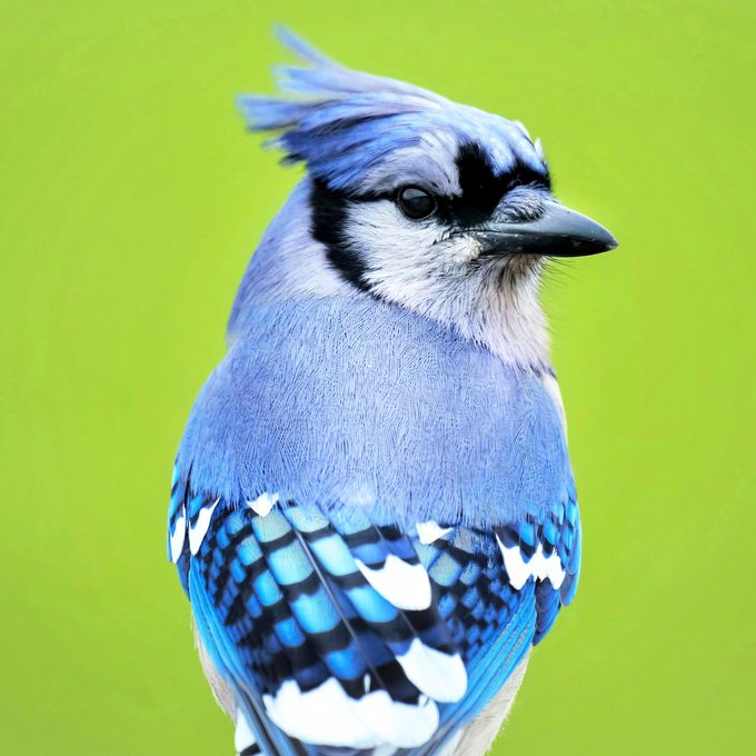 Kim Eberly Bluejay, blue jay feather