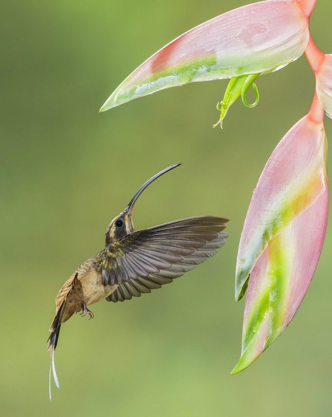 Long Billed Hermit (phaethornis Longirostris)