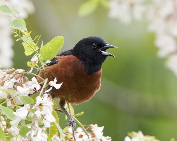 Orchard Oriole Boo0358