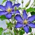 Top 10 Fast Growing Vines and Climbing Flowers