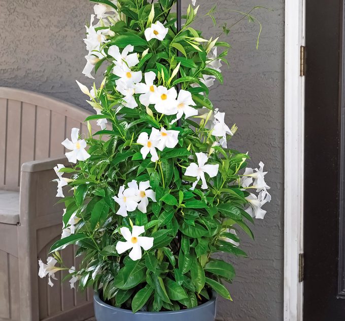Pw Mandevilla Sun Parasol Giant White Container Container
