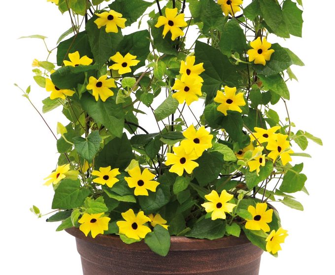 Pw Thunbergia Alata Lemon A Peel Thunbergia Mono