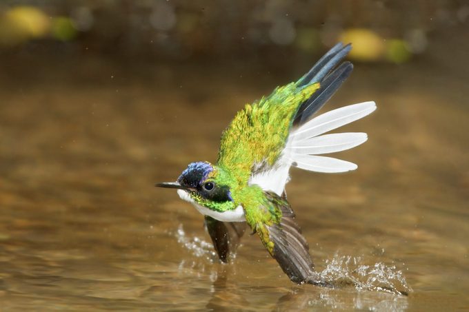 Purple Crowned Fairy (heliothryx Barroti), hummingbirds Costa Rica