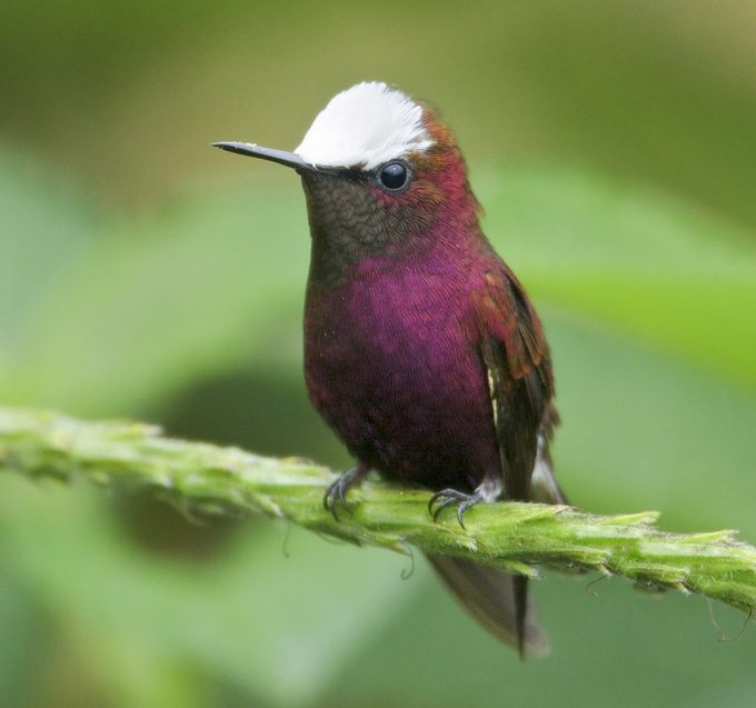 Snowcap (microchera Albocoronata)