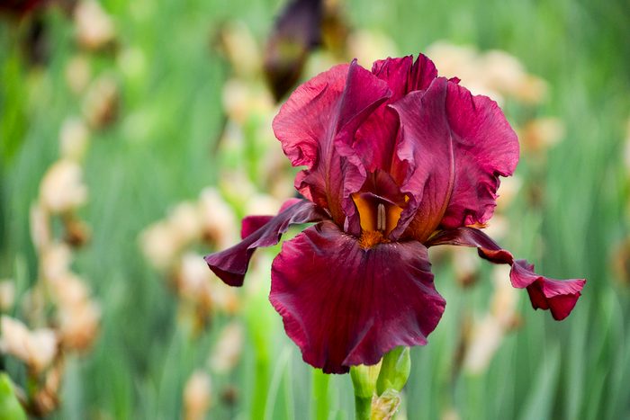 Walters bearded Iris Bernices Legacy Apj17 (2)