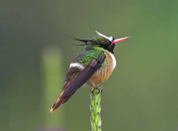 White-crested coquette