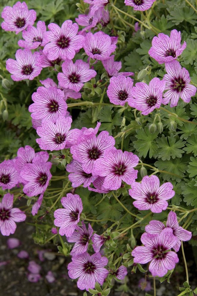 ballerina cranesbill