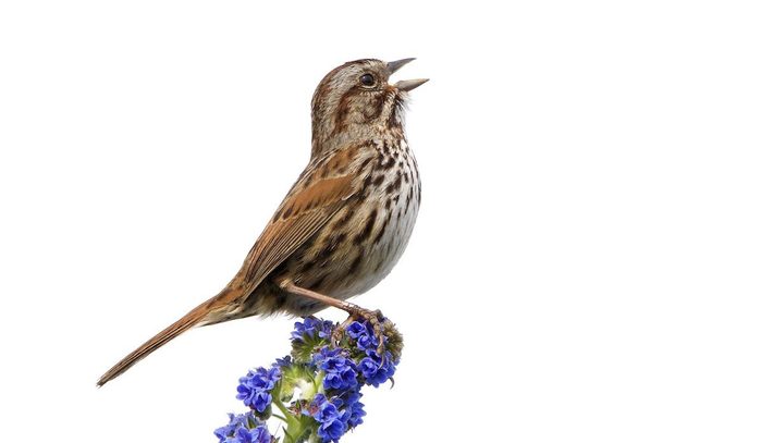 Son,sparrow,perched,on,blue,coneflower,momboleum,,singing.,isolated,on
