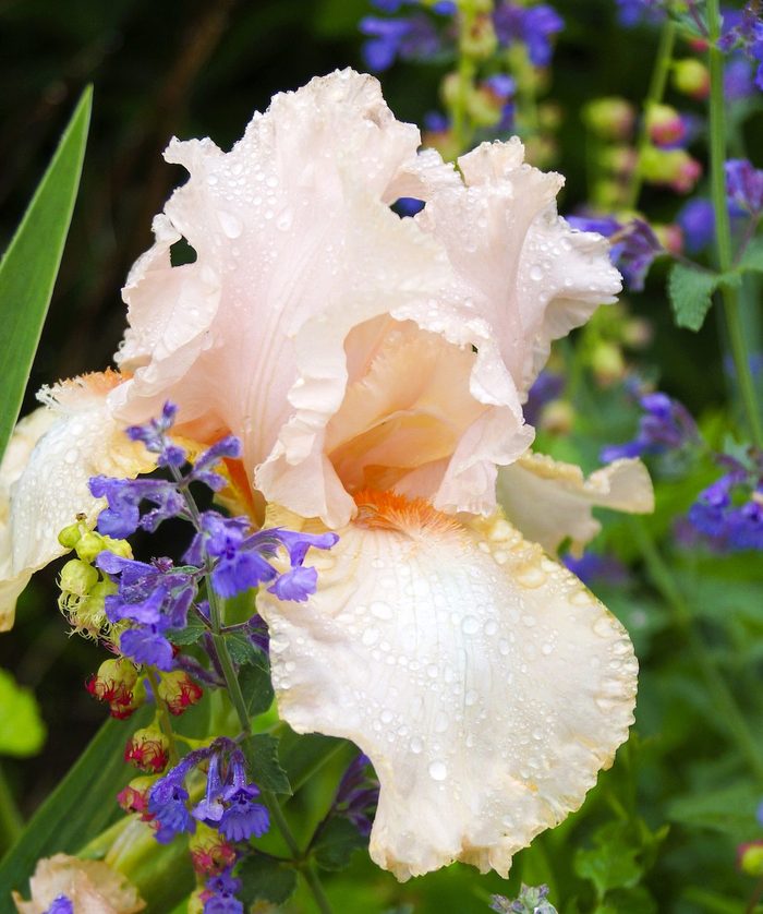 Vertical,image,of,the,peachy,pink,flower,of,'beverly,sills',