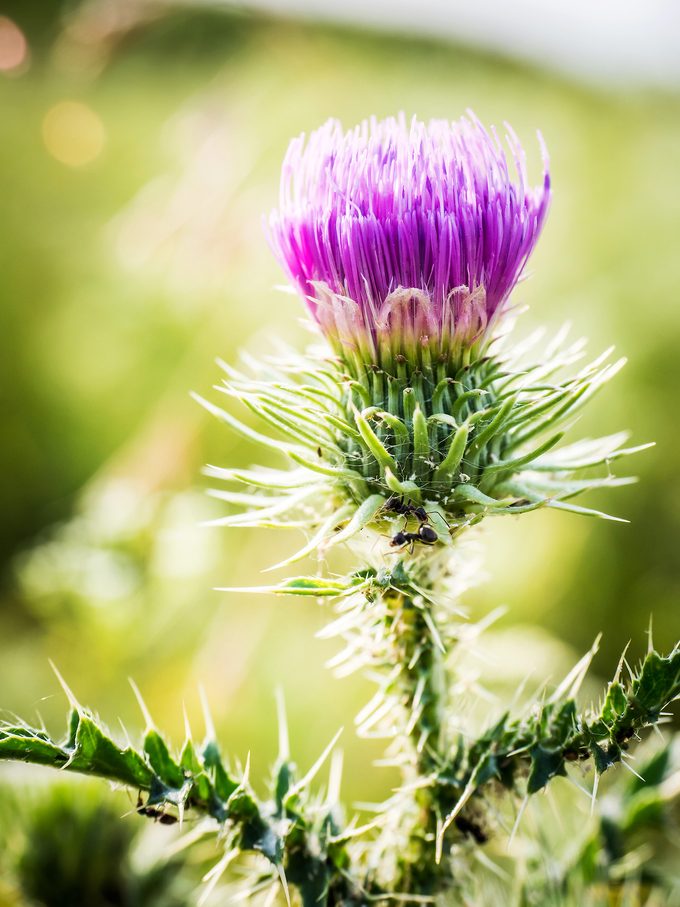 Russian,thistle,flower,at,the,field.