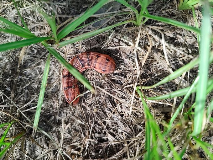 See What a Sphinx Moth Caterpillar and Pupa Looks Like