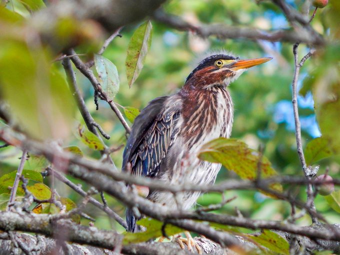 green heron fledgling