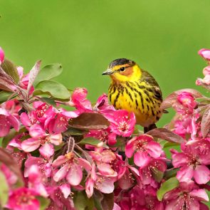 Cape May warbler in crabapple tree