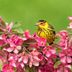 How to Identify a Cape May Warbler
