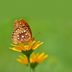 Meet the Gorgeous Great Spangled Fritillary Butterfly