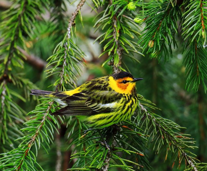 cape may warbler