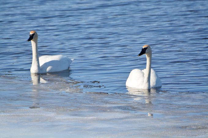 trumpeter swans