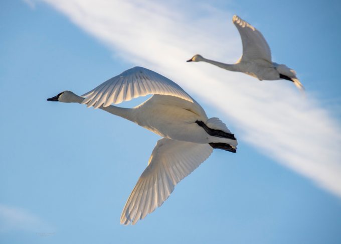 trumpeter swan