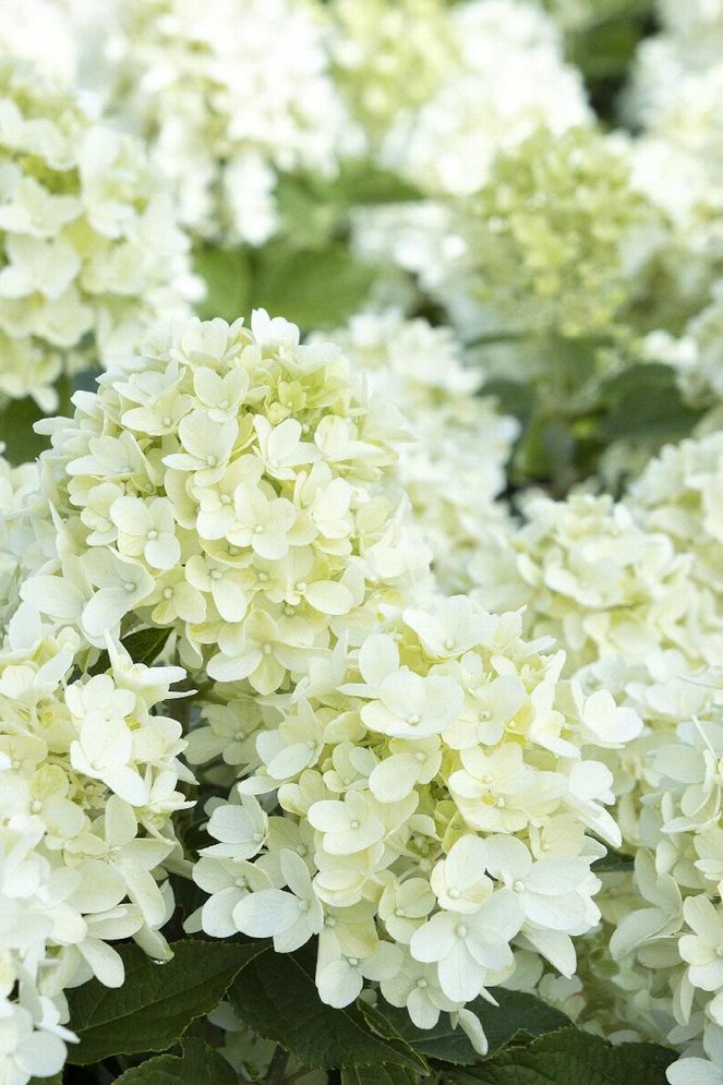 'Candy Apple' panicle hydrangea