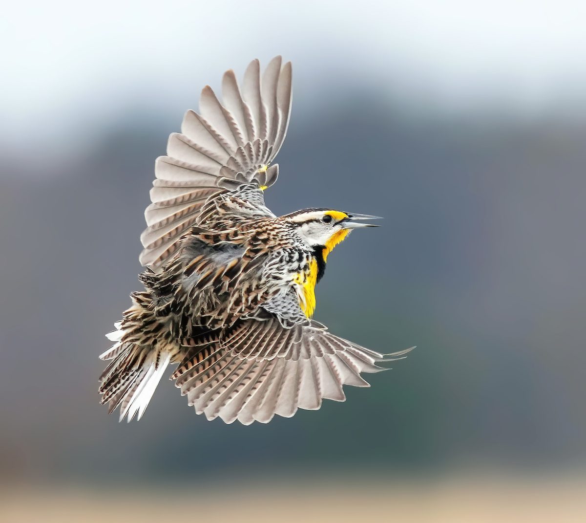 eastern meadowlark