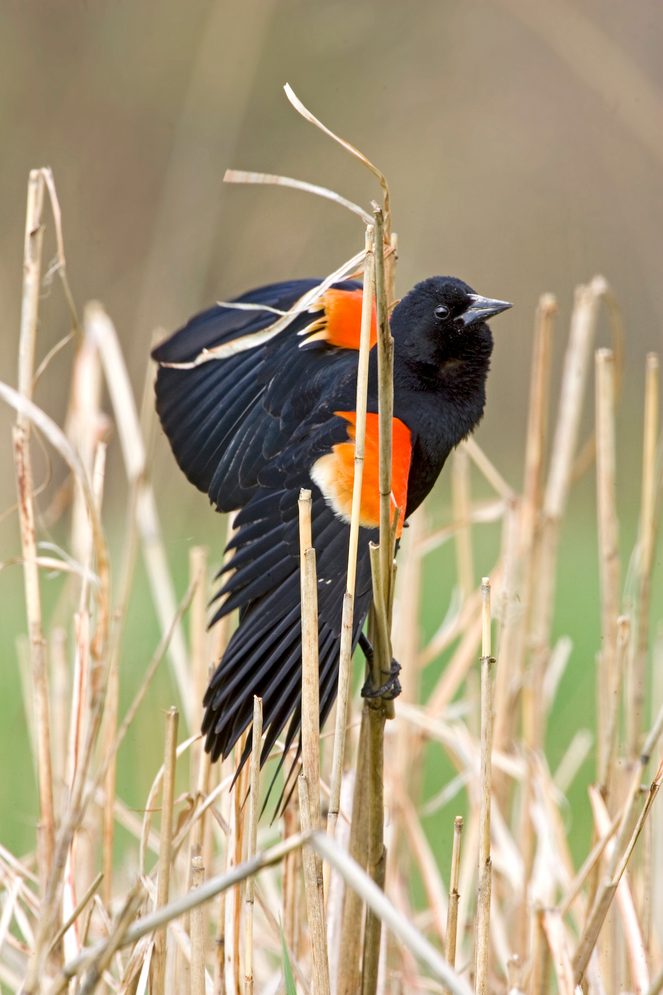 Redwinged blackbird Male Kq7s0402, m