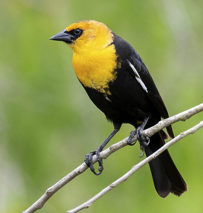Yellow Headed Blackbird