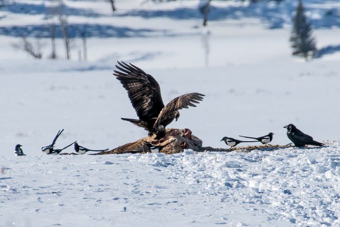 Golden eagle on elk carcass in Yellowstone USA