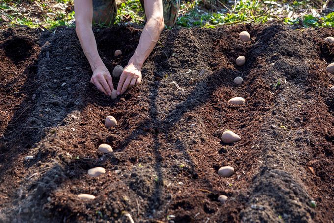 Man planting potato