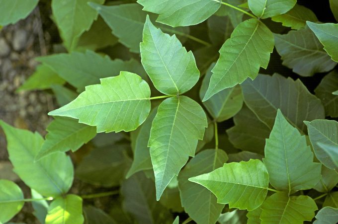 Poison Ivy. Rhus Radicans Volatile Oils Cause Severe Skin Inflammation, Itching, Blistering