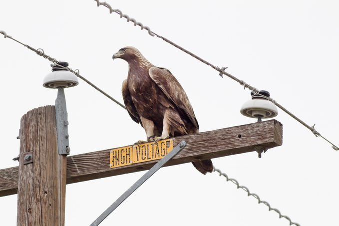 Golden Eagle (Aquila chrysaetos).