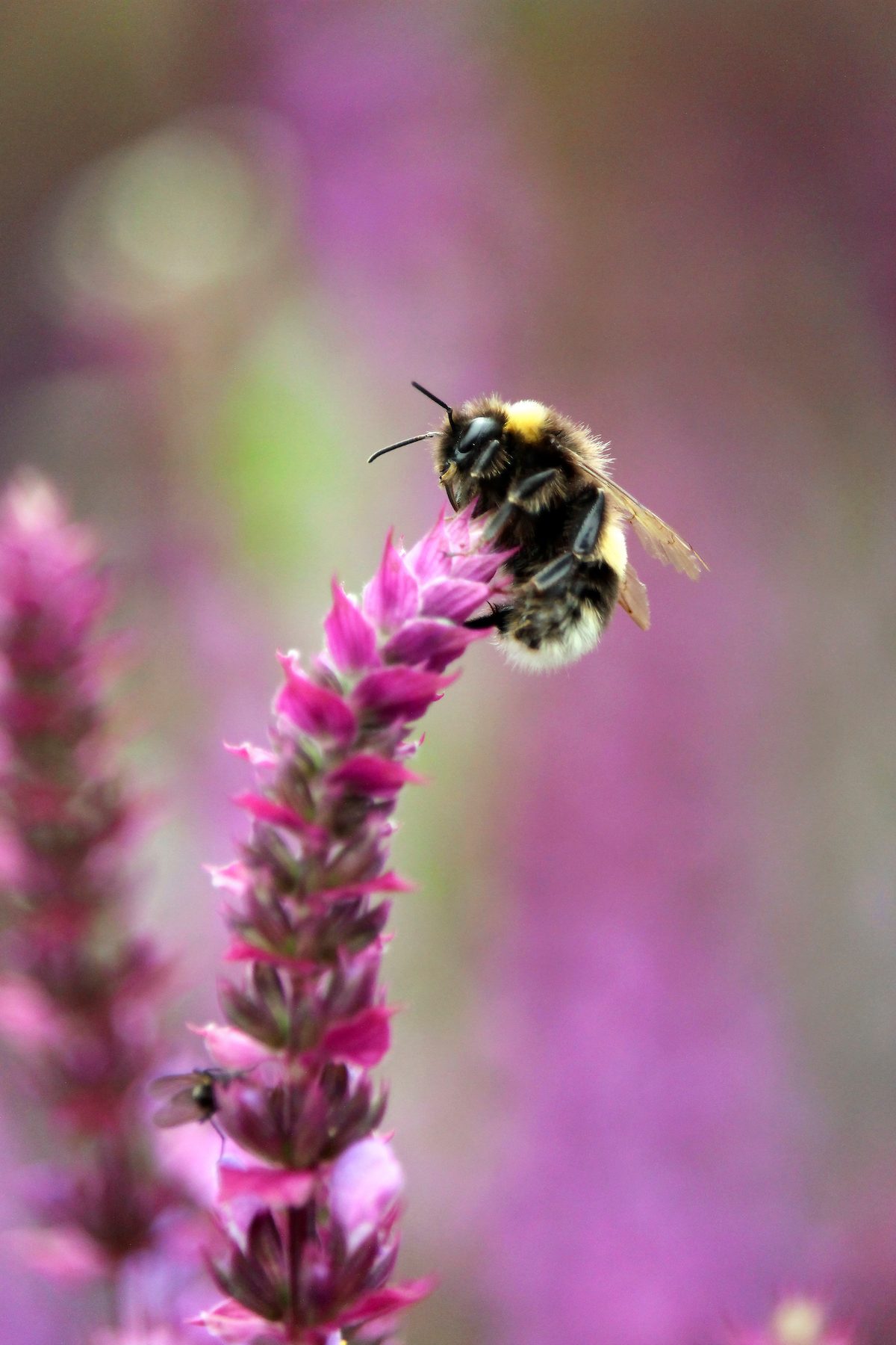 Salvia And The Bee