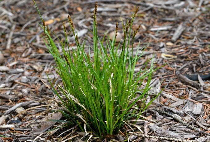 Carex pensylvanica commonly called Pennsylvania sedge on a cloudy day.