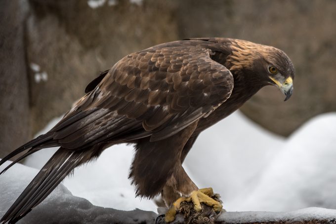 Close-up of golden eagle perching on branch,Bend,Oregon,United States,USA