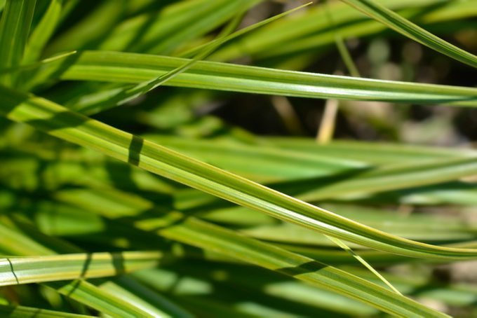 Japanese Sedge Everlime