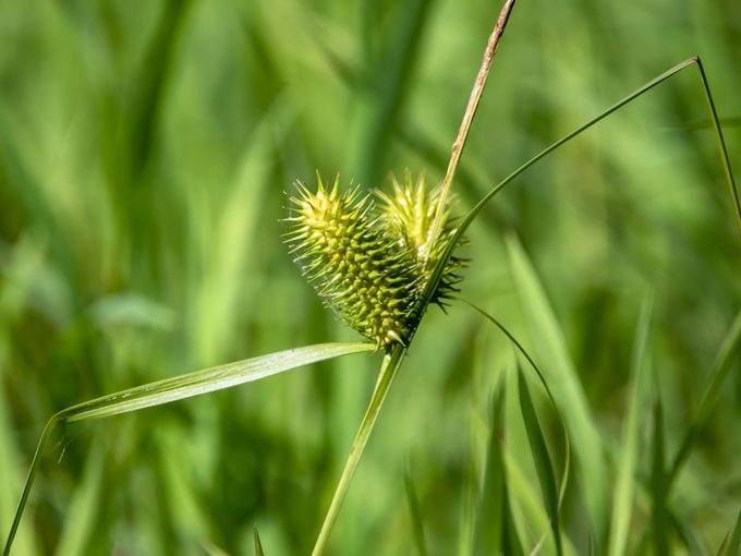 Carex squarrosa