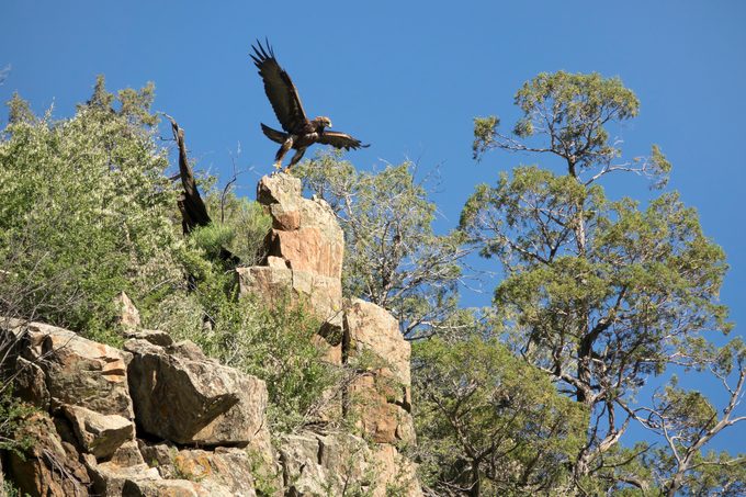 Golden eagle takes off from cliffs Littleton Colorado