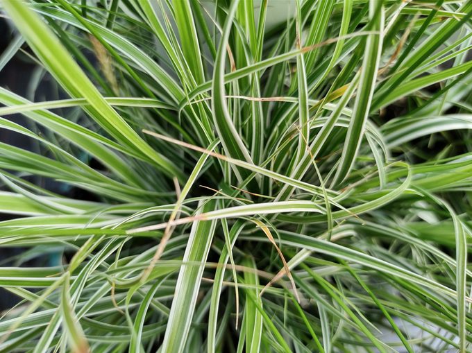 Carex oshimensis 'Everest'