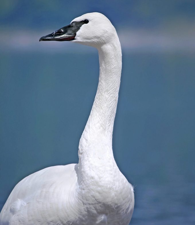 Trumpeter Swan