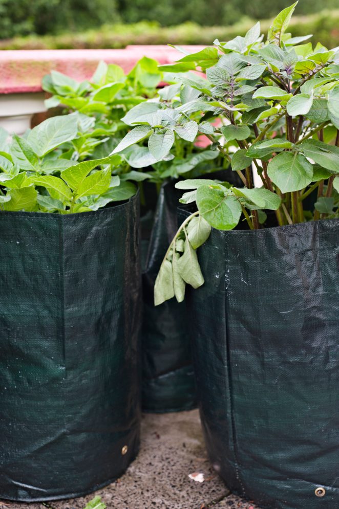 Potato plants in growbags on terrace