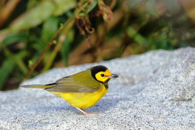 HOODED WARBLER WITH FOOD